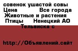 совенок ушастой совы › Цена ­ 5 000 - Все города Животные и растения » Птицы   . Ненецкий АО,Тельвиска с.